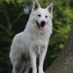 pastor-werden-ohne-studium