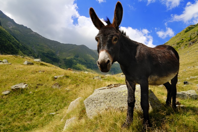 pollino-significado-biblico