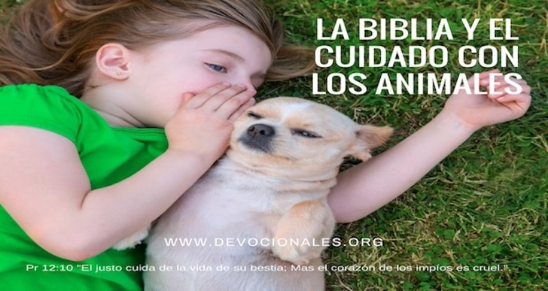 El cuidado de los animales según la Biblia: Una perspectiva compasiva